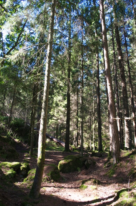 Woods